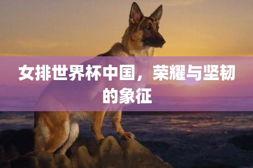 女排世界杯中国，荣耀与坚韧的象征