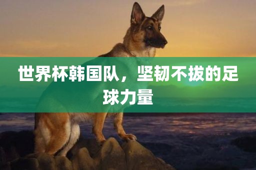 世界杯韩国队，坚韧不拔的足球力量