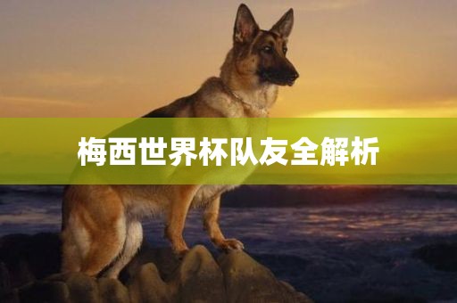 梅西世界杯队友全解析