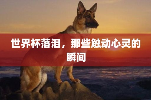 世界杯落泪，那些触动心灵的瞬间洛阳市法福文化传播有限公司