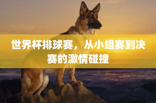 世界杯排球赛，从小组赛到决赛的激情碰撞