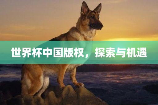 世界杯中国版权，探索与机遇洛阳市法福文化传播有限公司